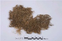 藏品(毛邊光萼蘚)的圖片